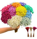 Flor Sempre Viva Desidratada Maço lindas cores